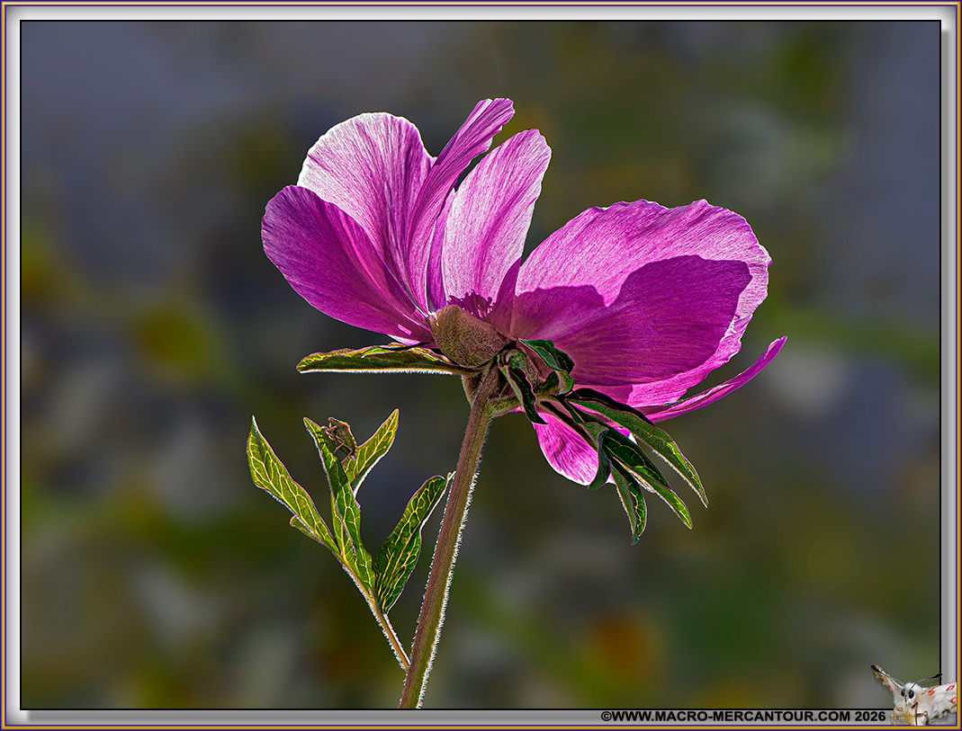 Pivoines